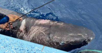 Арктическая акула, способная прожить 500 лет, обнаружена в Карибском море - porosenka.net - штат Флорида