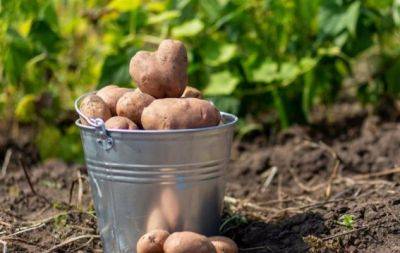 Коли копати картоплю: ознаки, які вказують, що пора збирати врожай - hochu.ua