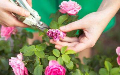 Як обрізати троянди влітку, щоб цвіли аж до заморозків: хитрий трюк продовжить цвітіння - hochu.ua
