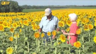 Милота дня: житель Канзаса высадил поле из 1,2 млн подсолнухов и подарил жене на её 50-летие - porosenka.net - штат Канзас