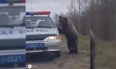 Медведь проверил документы гаишников - porosenka.net - республика Коми