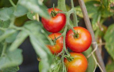 У серпні розсипте цю крупу по городу — і помідори дадуть такий врожай, що його не буде куди складати - hochu.ua