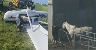 В Австралии пенсионер на легкомоторном самолете сбил лошадь - porosenka.net - Австралия