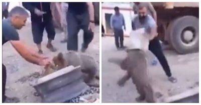 Медвежонок с жестяной банкой на голове устроил переполох в Турции - porosenka.net - Турция