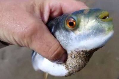 Видео смешное, ситуация страшная: россиянина укусила самая ядовитая в мире рыба - porosenka.net
