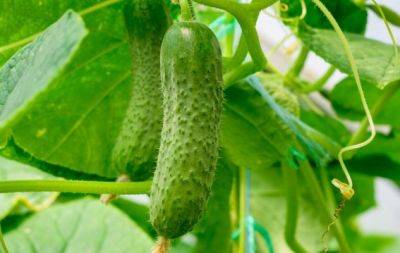 Копійчаний засіб з вашої кухні принесе вам щедрий урожай огірків: елементарне підживлення - hochu.ua