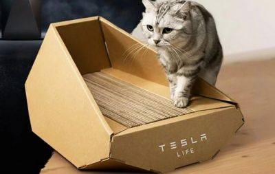 Ілон Маск - Компанія Ілона Маска почала продавати картонні котячі лежаки (ФОТО) - hochu.ua