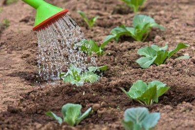 Как правильно поливать огород: 5 правил, зная которое вы всегда будете с урожаем - lifehelper.one