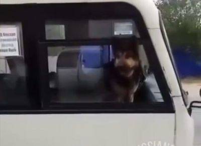 Очень плохой мальчик: собака залезла в автобус и выгнала пассажиров - porosenka.net