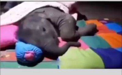 Слонёнок решил спать с работником заповедника, который постоянно о нём заботится - porosenka.net