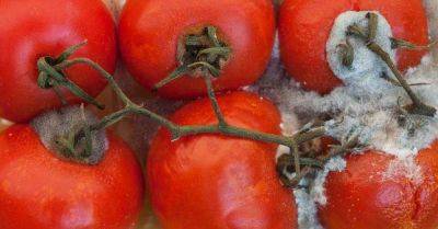 Можно ли как-то спасти помидоры, которые попали в объятия плесени, не спеши смотреть в сторону мусорки - lifehelper.one