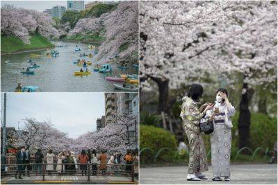 Пик цветения сакуры в Японии - porosenka.net - Япония - Токио