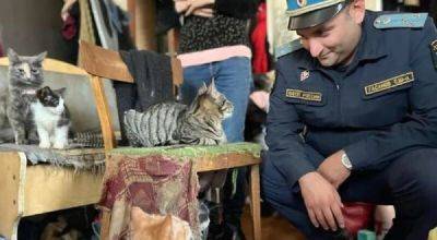 В Санкт-Петербурге спасли кошек, которых хозяйка держала в захламленной квартире - porosenka.net - Санкт-Петербург