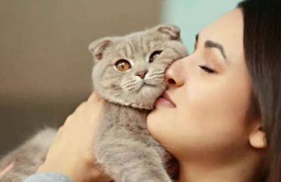 Почему кошки до сих пор полностью не приручены человеком - chert-poberi.ru