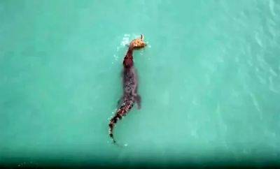 Крокодил попытался съесть черепаху - porosenka.net - Австралия