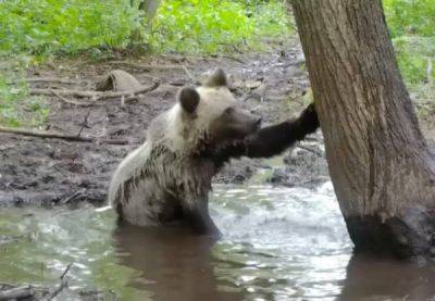 Купающаяся в луже медведица попала на видео - porosenka.net - республика Башкирия