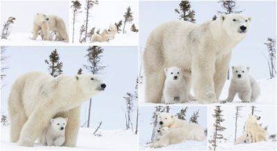 Очаровательные кадры: медвежата впервые исследуют снег со своей матерью - porosenka.net - Канада - Мексика