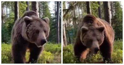 «Один удар бы и был бы конец»: в Тюменской области бурый медведь пришёл в гости к отдыхающему мужику… - porosenka.net - Тюменская обл.