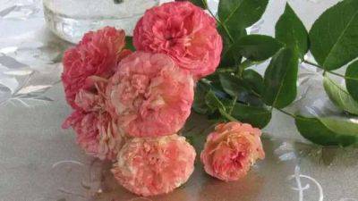Получится и у начинающего садовода. Укорените розу из букета с отличным результатом - lublusebya.ru