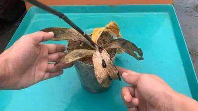 У орхидеи завяли листья и сгнили корни? Скорее реанимируйте её необычной водой - lublusebya.ru