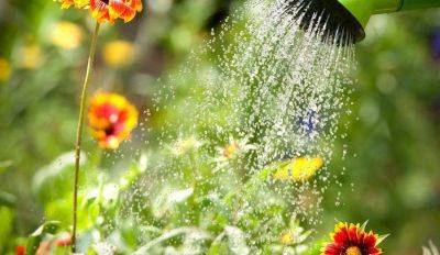 Не выливайте в раковину! Рисовая вода как удобрение и как ее правильно использовать на растениях и цветах - lifehelper.one
