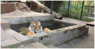 Тигру не дали расслабиться в бассейне - porosenka.net
