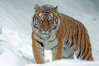 Амурский тигр: какие опасности ему угрожают? - shkolazhizni.ru - Хабаровский край - Приморье край