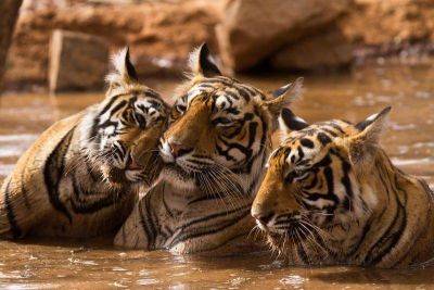 Что мы знаем о самых больших кошках? Ко Дню тигра - lifehelper.one - Индия - Хабаровский край - Приморье край