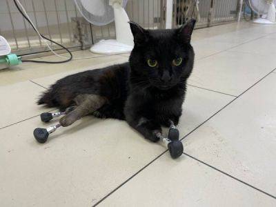 Ветеринары подарили вторую жизнь коту, который остался без лап - porosenka.net - Свердловская обл.