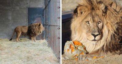 Зоозащитники спасли льва, который провёл 6 лет в клетке в полном одиночестве - porosenka.net - Юар - Армения - Африканская