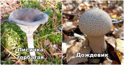 "Что за гриб?": пользователи делятся своим урожаем из леса - porosenka.net