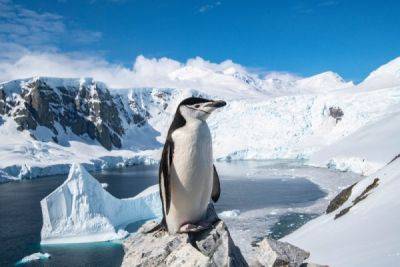 Пингвинам Антарктики грозит вымирание - porosenka.net - Англия