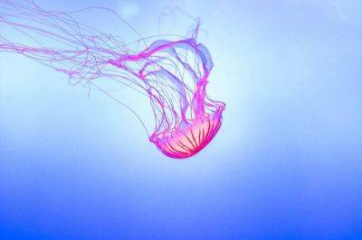 Медузы Средиземного моря: опасны ли они? Лиловое жало - lifehelper.one - Испания
