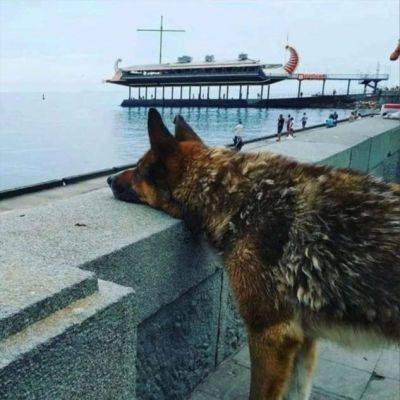 В Ялте умер пёс Мухтар, который 12 лет ждал своего погибшего хозяина №43441214092023 - chert-poberi.ru
