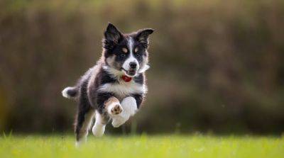 Лучшие породы собак для активного образа жизни и спорта - mur.tv