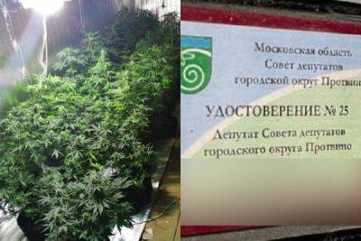 Депутат из Подмосковья, выращивавший марихуану, оказался Шаболдой. Но есть нюанс - porosenka.net - Россия - Московская обл.