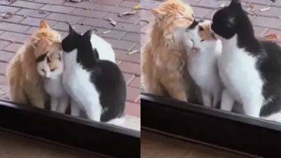 «Я тоже хочу!»: нахальная кошка напросилась на поцелуи - porosenka.net