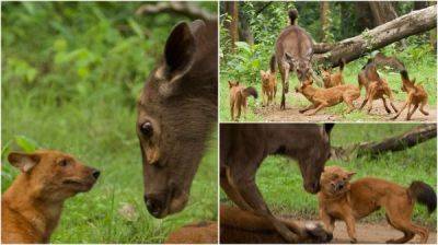 Храбрая самка оленя попыталась защитить своего малыша от стаи диких собак - porosenka.net - Индия - Бангалор