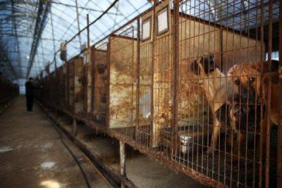 До трёх лет тюрьмы: в Южной Корее запретили собачье мясо - porosenka.net - Китай - Сингапур - Южная Корея - Филиппины - Тайвань - Корейская