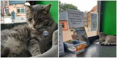 В Зеленограде кто-то нажаловался на котика, который живёт в магазине - porosenka.net - Зеленоград