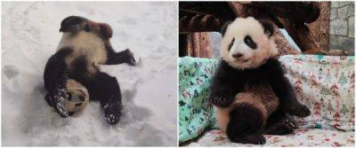 В Московском зоопарке рассказали, почему самец панды по имени Жуи не участвует в воспитании дочери… - porosenka.net