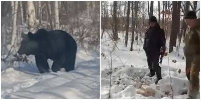 В Приморье разыскивают медведя-шатуна, который крадёт собак - porosenka.net - Приморье край