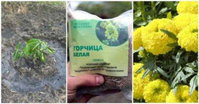 5 типов растений, которые нужно сажать на даче в конце августа - milayaya.ru