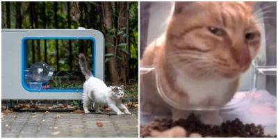 В Китае стало популярно приложение, в котором можно покормить бездомного кота и посмотреть, как он кушает - porosenka.net - Китай