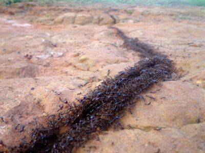 Как далеко можно унести муравья от муравейника? - porosenka.net