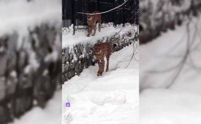 В Новосибирском зоопарке показали, как гепарды устраивают забеги по снегу - porosenka.net - Германия - Новосибирск
