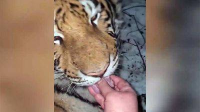 "Русские — с другой планеты!": иностранцы обсуждают видео, на котором женщина кормит тигра с рук - porosenka.net