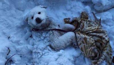 Прохожие спасли собаку, вмерзшую в сугроб - porosenka.net
