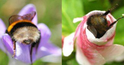 Пчёлы спят в цветочках, когда устают. Это правда или миф? - porosenka.net