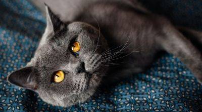 Британская короткошерстная кошка: история происхождения породы, описание и уход - mur.tv - Сша - Англия